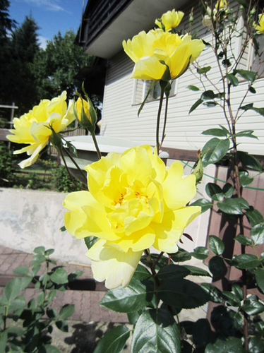 Những bông hồng vàng