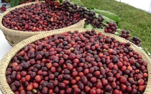 Chết vì làm ăn lớn?