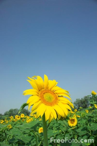 PAN TADEUSZ (ciąg dalszy – 22)