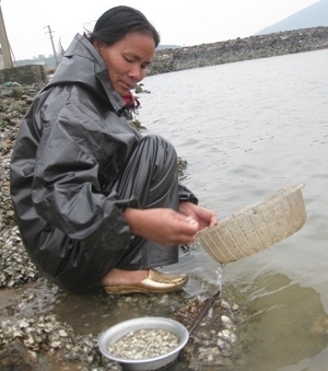 Nghệ An: Mưu sinh trên bãi biển Cửa Lò