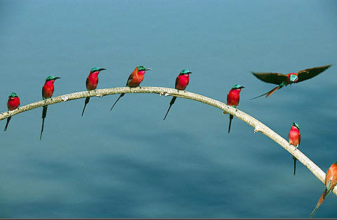 Những bức ảnh động vật kinh điển