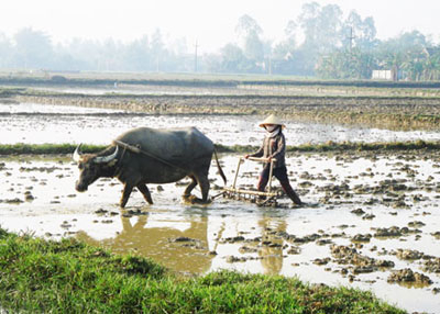 Thư của đứa con những người nông dân