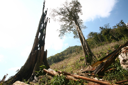 Thấy gì trong tận cùng hang ổ phá rừng