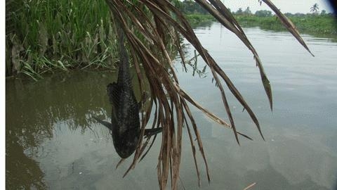 “Sát thủ” ở sông Sài Gòn