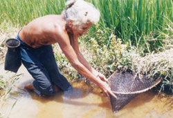 Luật tục núi rừng - Kỳ 1: Bắt chồng