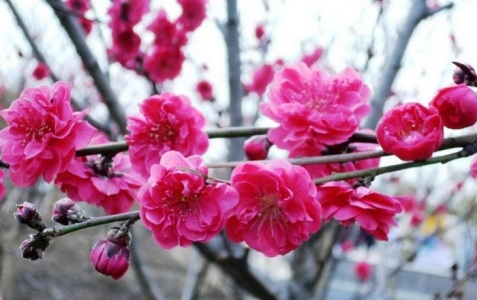 Tết và hoa, cho và nhận