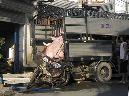 Thịt gia súc lậu tràn lan