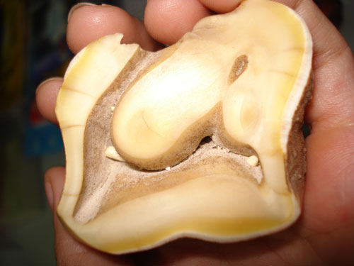 Đi tìm chiếc sừng bí ẩn chữa bá độc