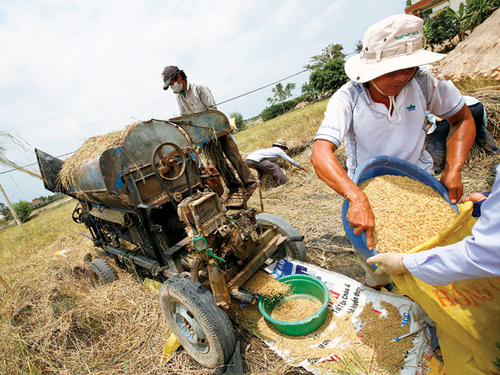 Trung Quốc mua gạo Việt Nam: Bộ Công thương trấn an