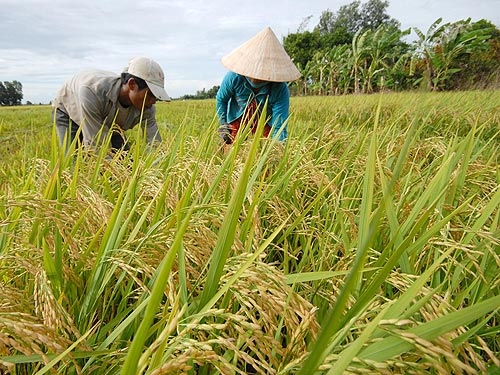 Dự báo xuất khẩu gạo sai