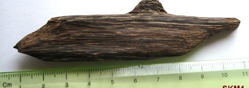 Tại sao kỳ nam lại có giá đắt khủng khiếp?