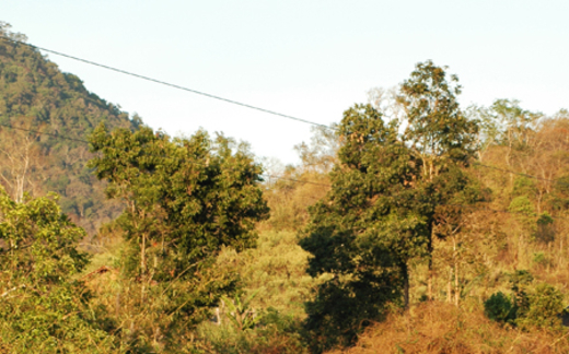 Đem cả sổ đỏ vườn quốc gia đi... cầm cố