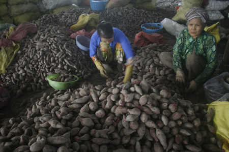 Vụ khoai lang tím: Thương lái “sập bẫy” nhà buôn Trung Quốc