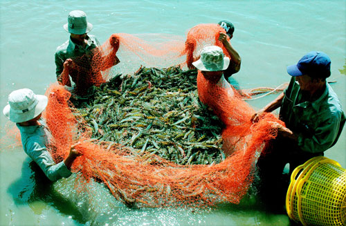 Thương lái Trung Quốc ồ ạt gom nguyên liệu