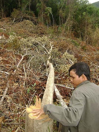 Giao đất cho công ty phá rừng