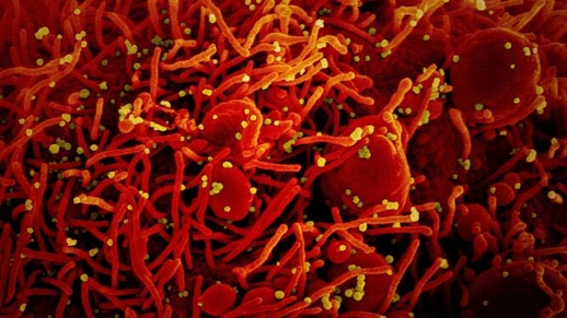 Hệ số sinh sôi (reprodukcja) của virus. Nó cho ta biết khi nào bỏ được các hạn chế.