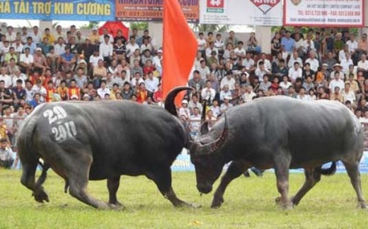 Chọi trâu có nên là "Di sản văn hóa Quốc gia"?