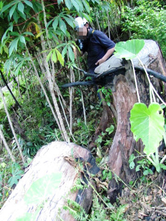 Bất lực nhìn lâm tặc rầm rộ phá rừng