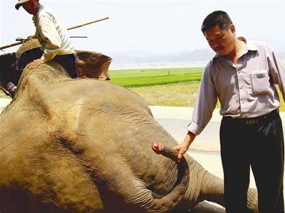 Lông đuôi voi ám ảnh