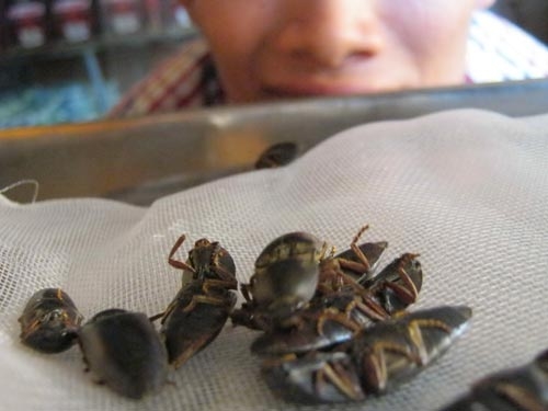 Đổ xô lùng “sung dược”