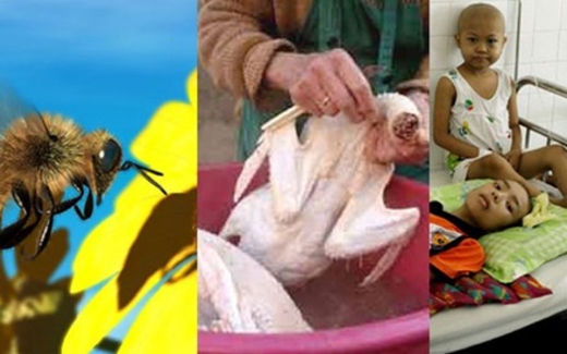 Gà vặt lông con nào chả giống con nào!