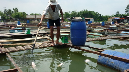 23 tấn cá chết trắng sông Đồng Nai