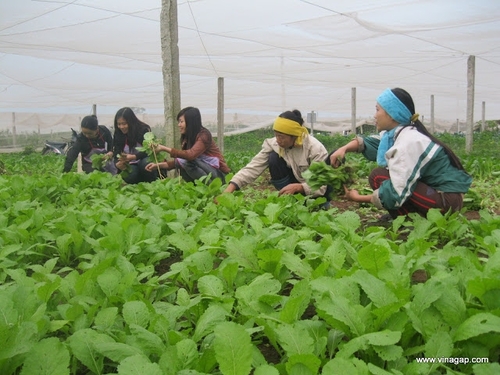 Khi dân thường không đủ tiền ăn... rau?