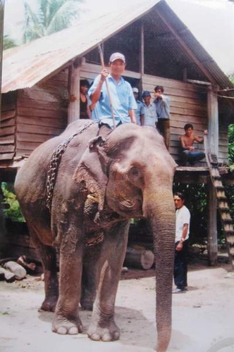 Day dứt làng voi