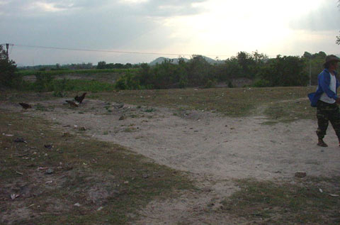 Sự thật về "vụ án" con bò cái già