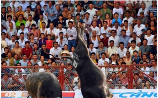 Lễ hội "máu" có nên nâng tầm di sản