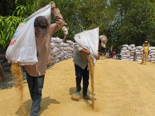 Giá lúa rớt dài