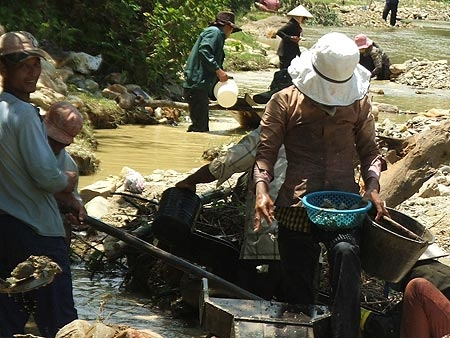 Tan giấc mộng vàng