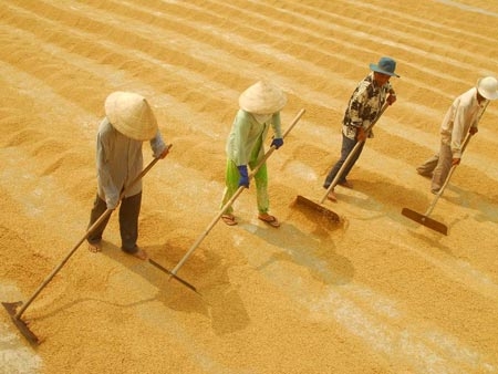 VÌ SAO GIÁ GẠO VN RẺ NHẤT THẾ GIỚI?: Đừng làm “tôi tớ” cho doanh nghiệp!