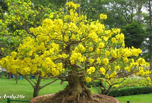 Hoa Tết: Hoa đào hay hoa mai?