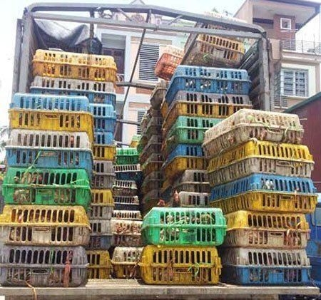 ‘Mở đường’ cho gà lậu giết gà nội