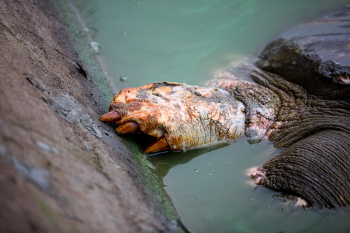 Khi cụ Rùa bỗng thành vơ - đét