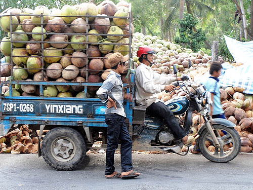 Thương lái Trung Quốc tận thu dừa non