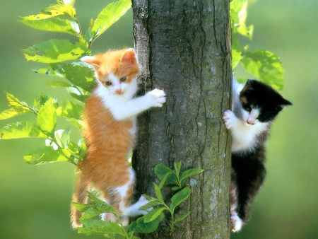 Chào tiễn biệt năm Mèo