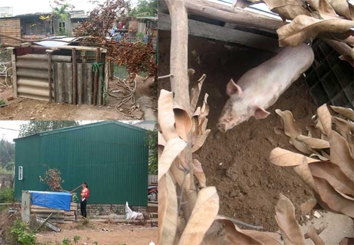 Tại sao Bộ lại đi phạt con gà?