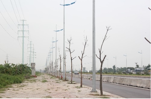 Cây xanh chết trên đường nghìn tỷ: Sở Xây dựng HN nói gì?