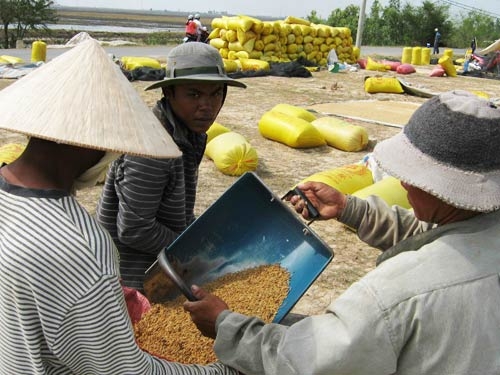 Giá lúa gạo giảm bất thường