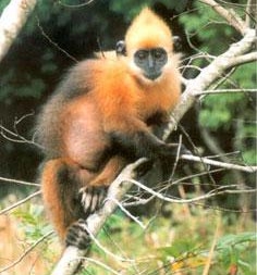 Cát Bà - 'hậu cứ của các bà' chống ngoại xâm