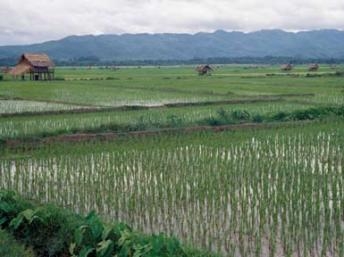 Lào ngưng giao đất để khai thác mỏ và trồng cao su