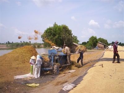 Nông dân và độc quyền xuất khẩu gạo