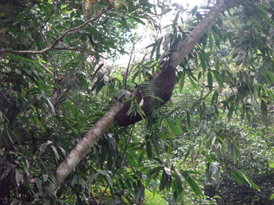 Đắm say sắc màu Kẻ Gỗ