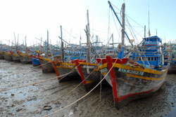 Xuất khẩu cá biển sang EU gặp khó trên sân nhà