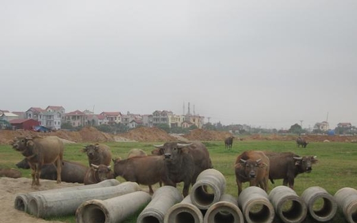 Dân chăn bò cảm ơn đại gia BĐS