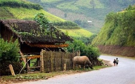 Tây Bắc - Những con đường lúa