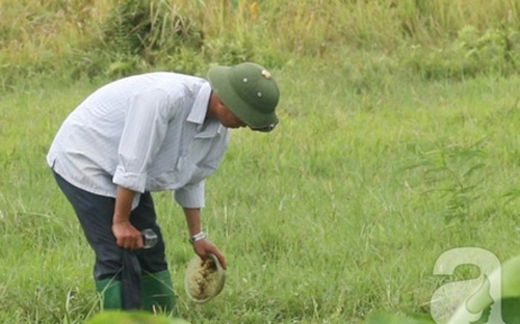Người Hà Nội rủ nhau đi săn đỉa để bán