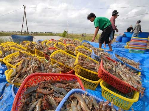Thương lái Trung Quốc lại gom hàng